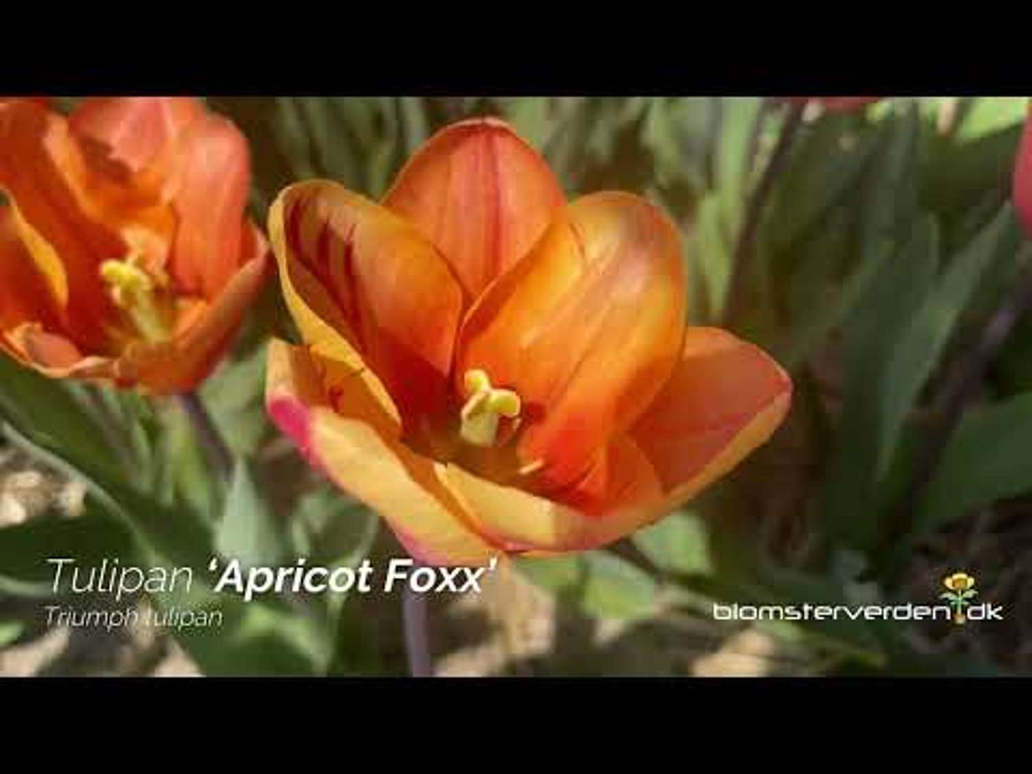 Tulppaani 'Apricot Foxx'